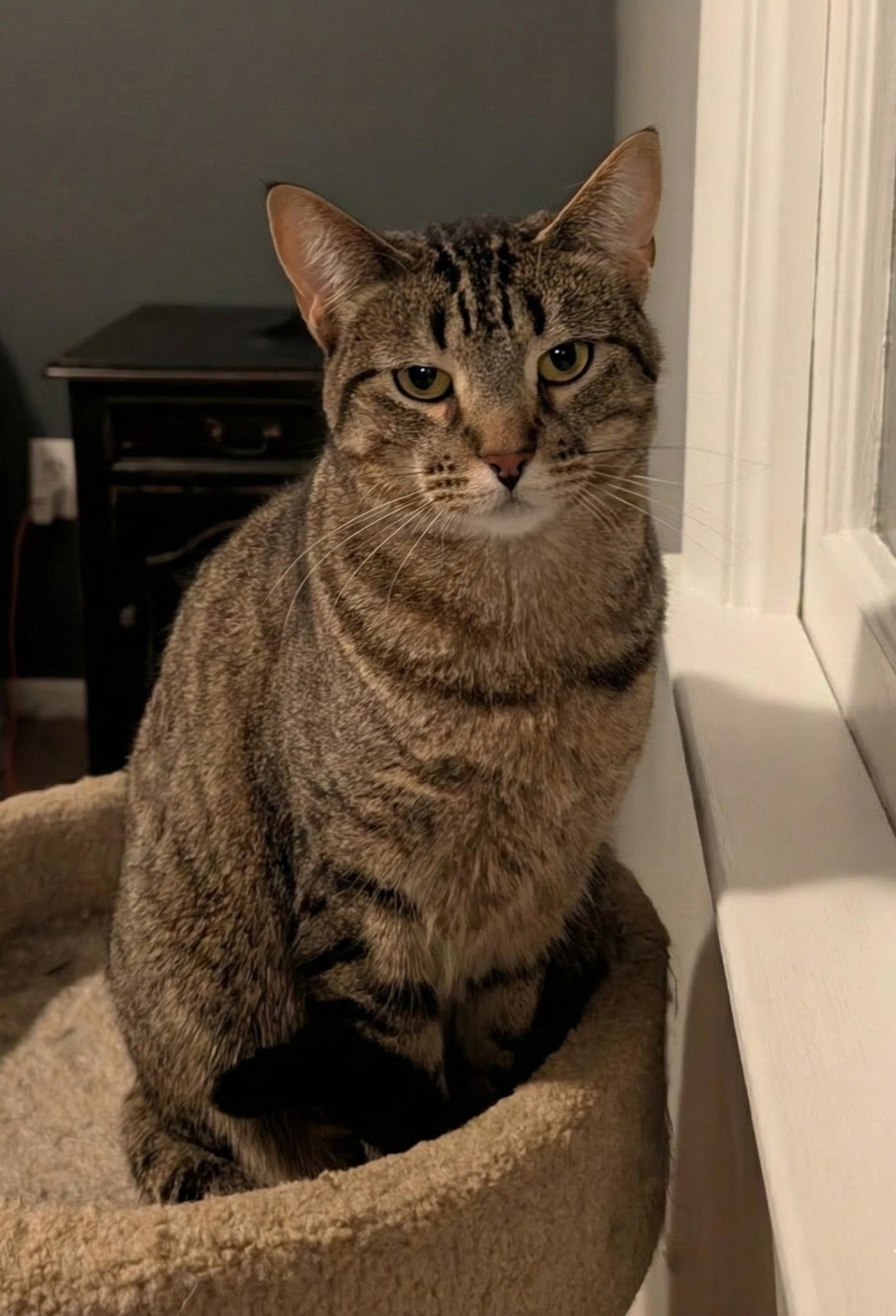 Sophie, Adoptable, Young Female Domestic Short Hair.