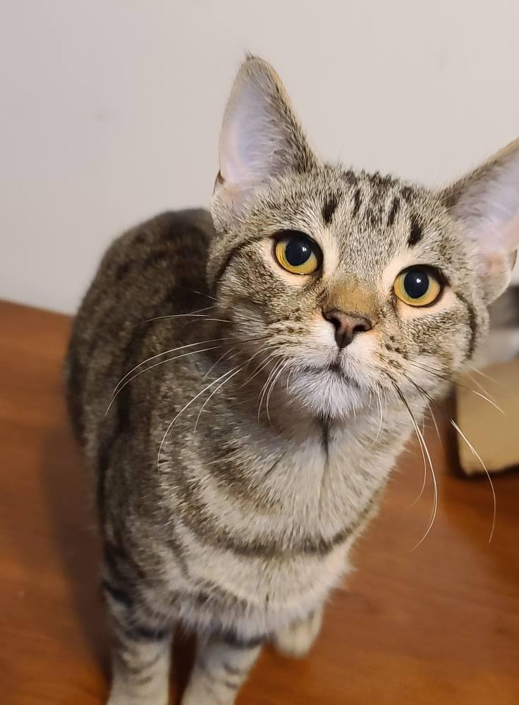 Sophie, Young Female Domestic Short Hair