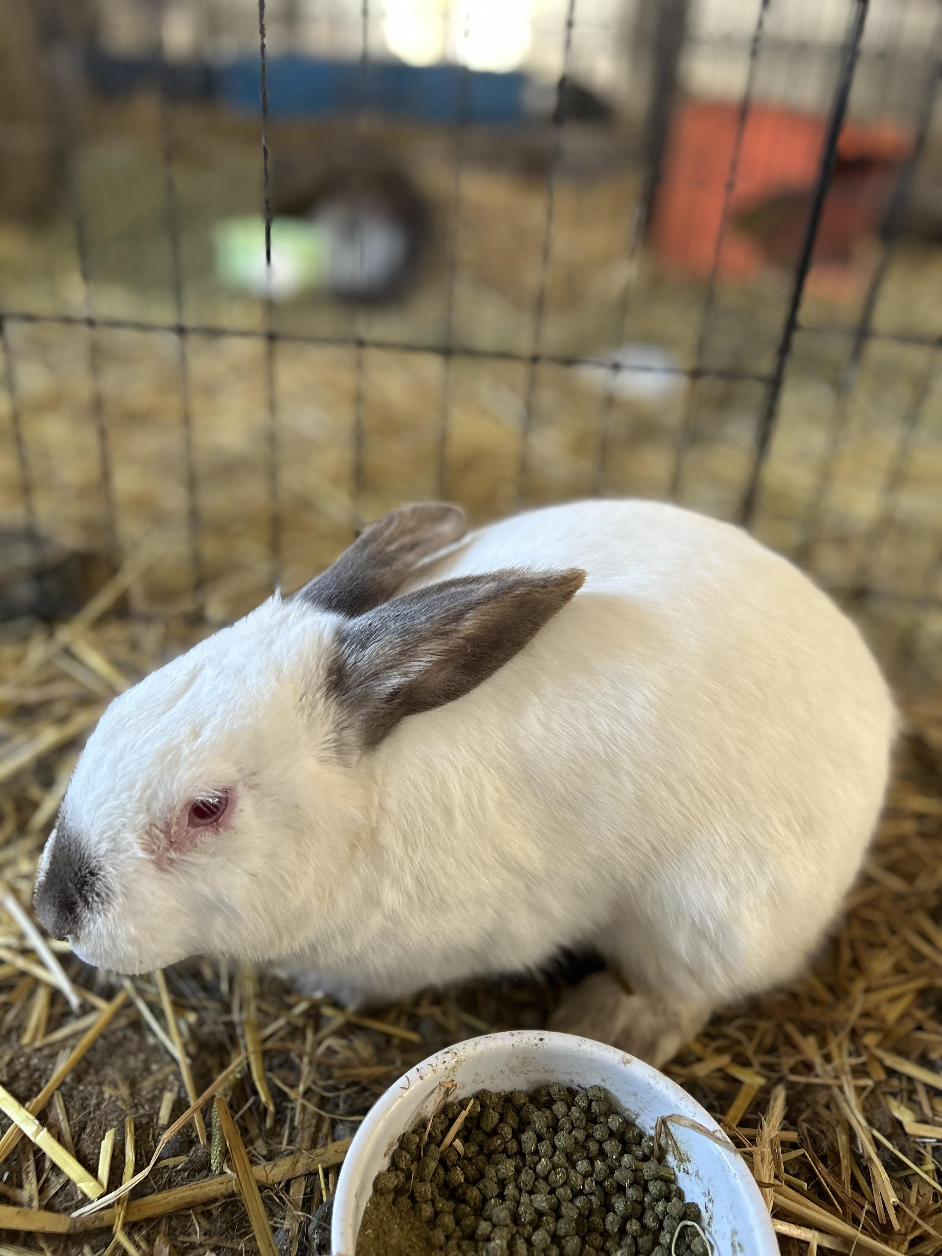 Artie, a ADOPTABLE Californian in Bishopville, SC image 1/2