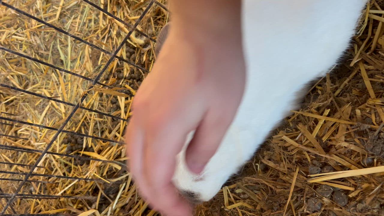 Enlarge Artie, a ADOPTABLE Californian in Bishopville, SC video 2/2