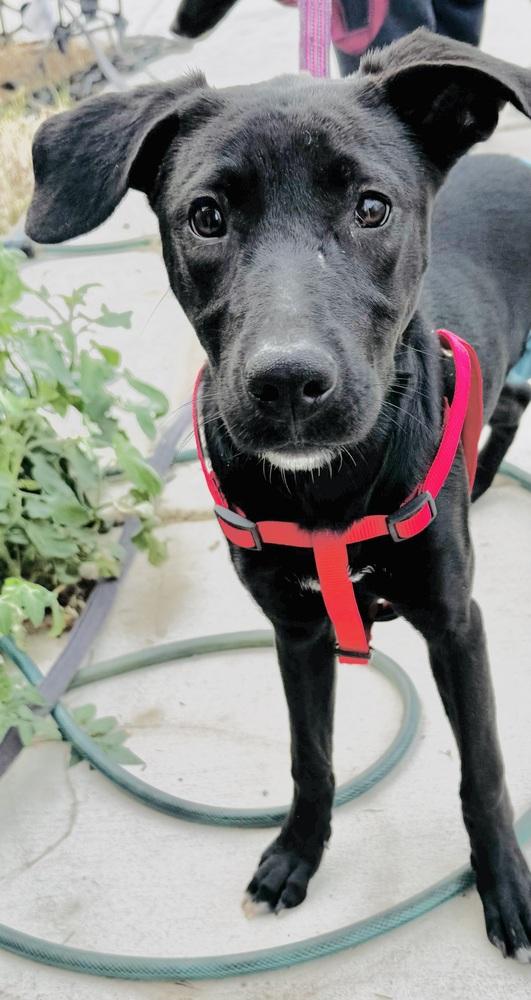 Raven, a Adoptable mixed breed in Fairfield, CT image 4/4