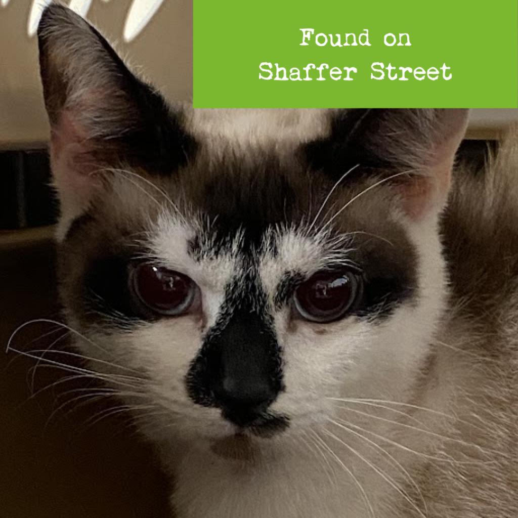 Jasmine, Adoptable, Adult Female Domestic Short Hair.