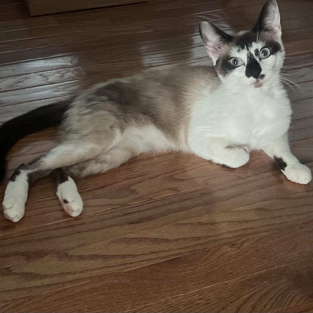 Jasmine, a Adoptable Domestic Short Hair in Lynchburg, VA image 2/3