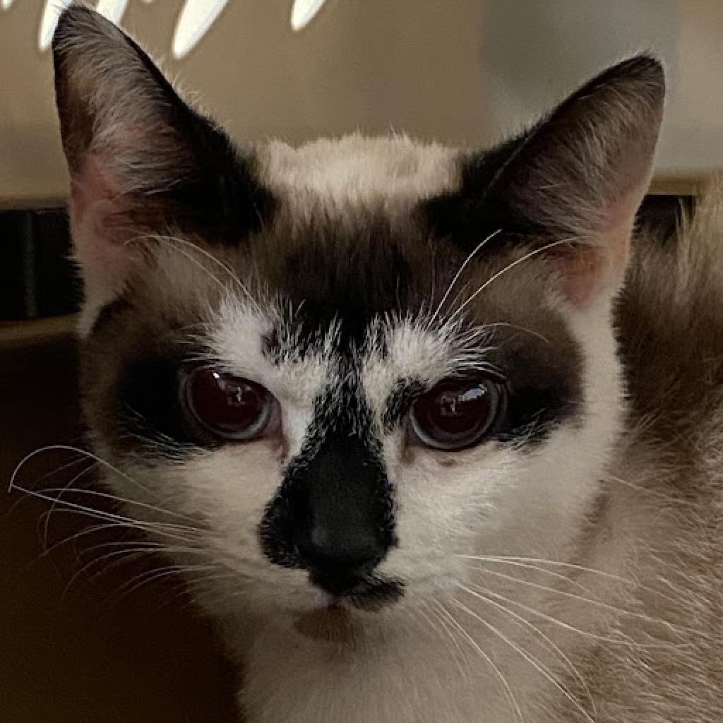 Jasmine — thumbnail 3