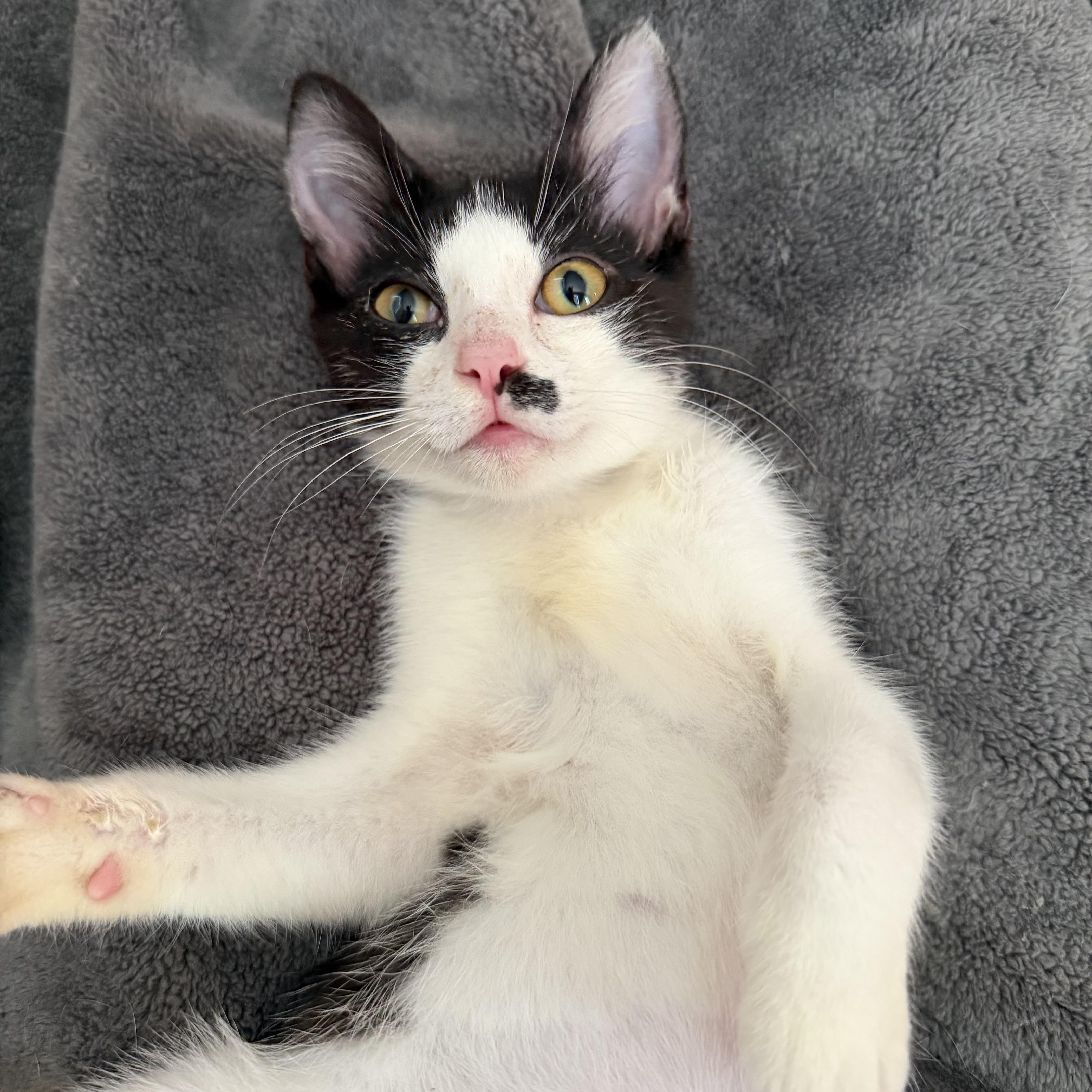Mel, Adopted, Kitten Female Domestic Short Hair.