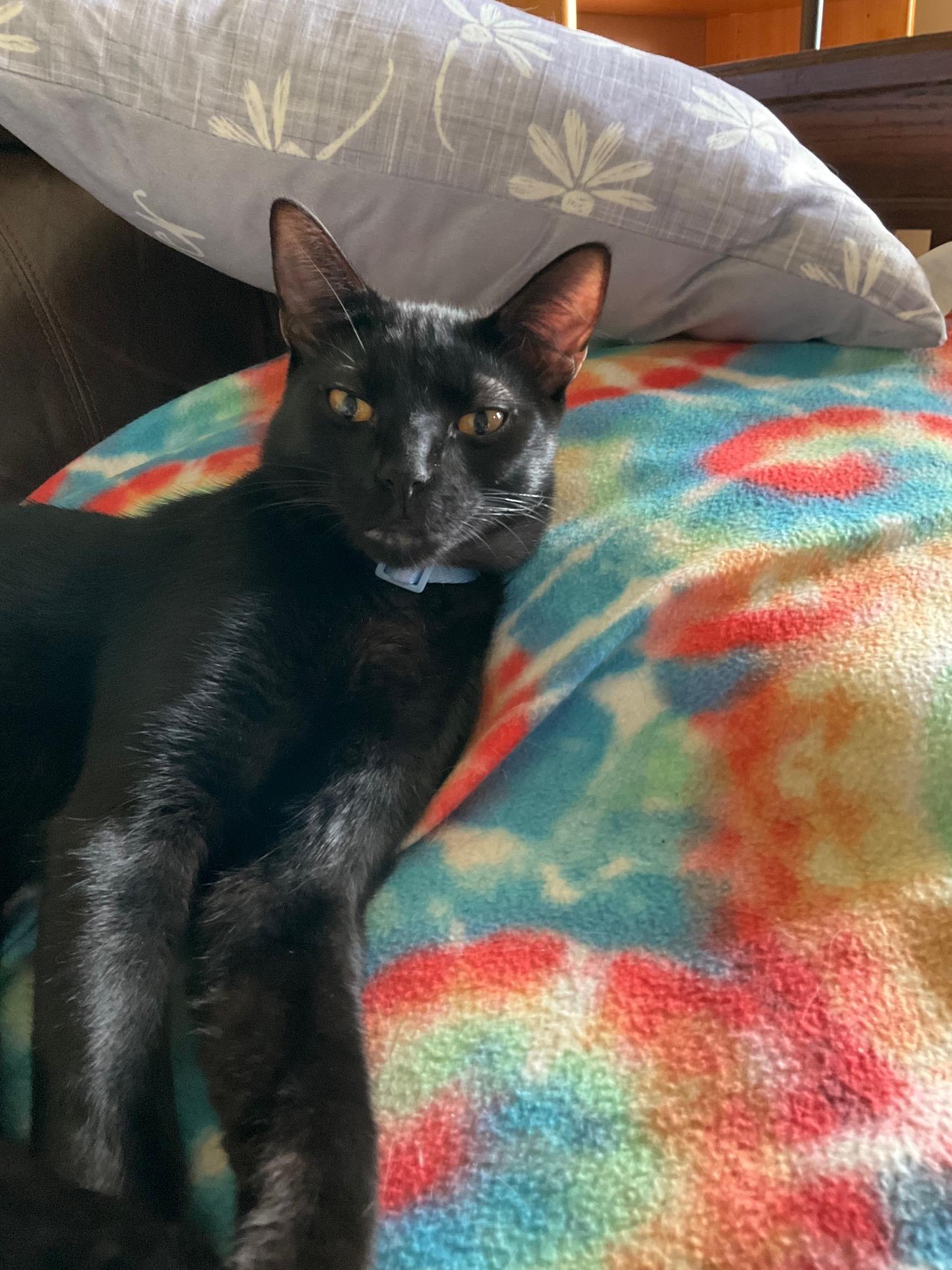 Enlarge Aries, a Adoptable Domestic Short Hair in Fayetteville, NC image 4/6