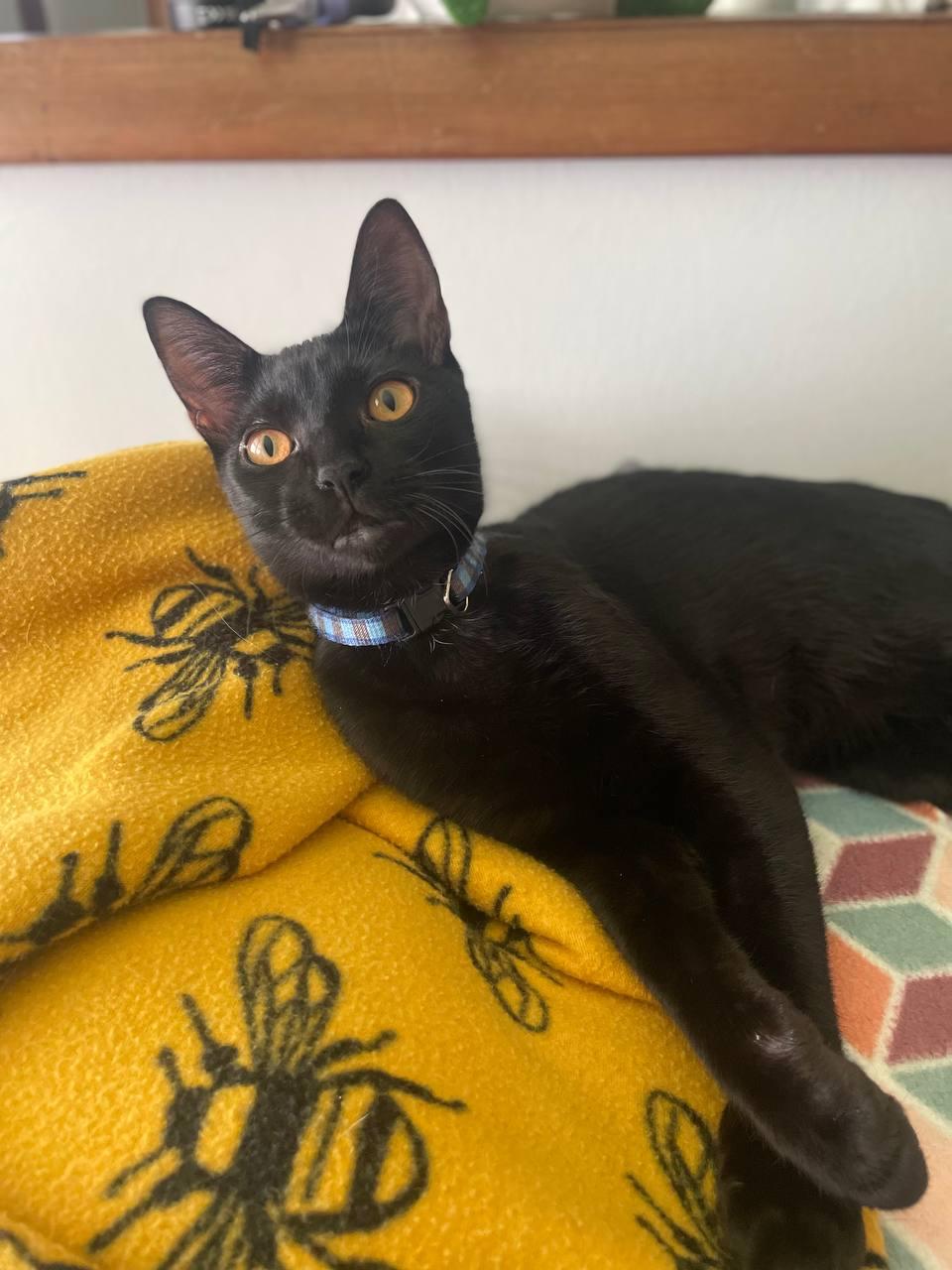 Enlarge Aries, a Adoptable Domestic Short Hair in Fayetteville, NC image 2/6