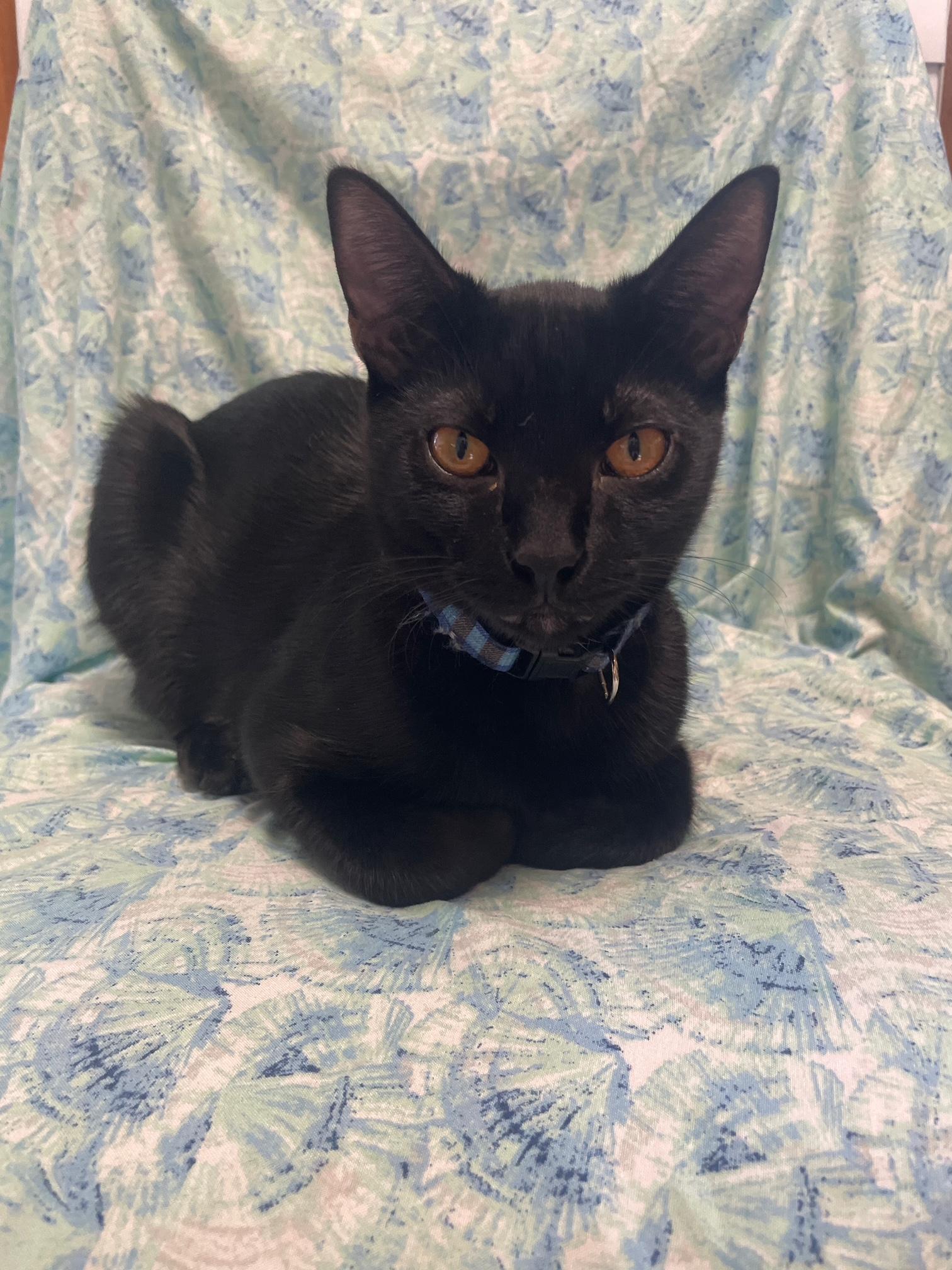 Enlarge Aries, a Adoptable Domestic Short Hair in Fayetteville, NC image 3/6