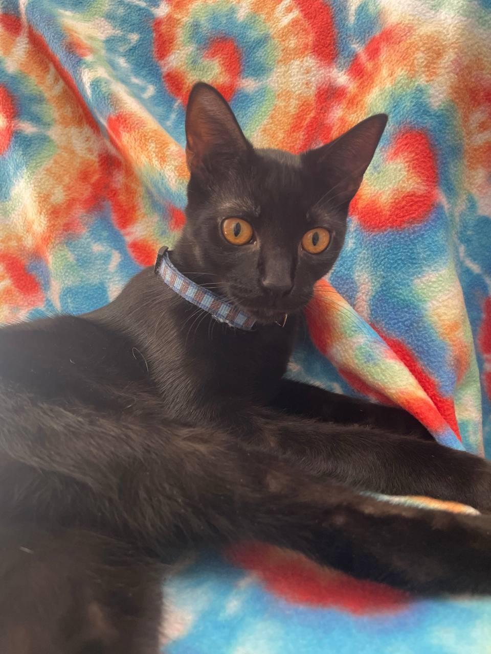 Aries, Adoptable, Young Male Domestic Short Hair.