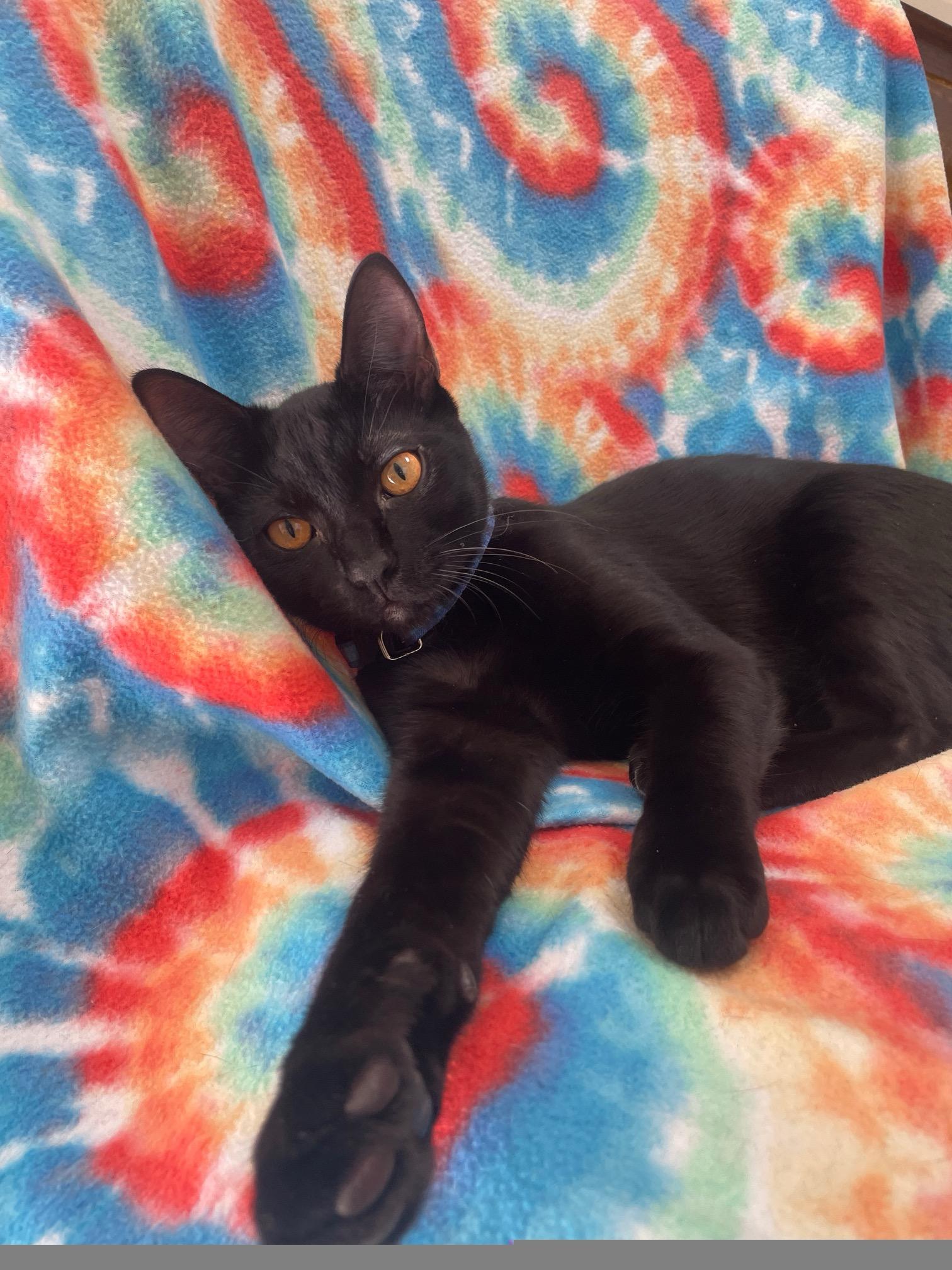 Enlarge Aries, a Adoptable Domestic Short Hair in Fayetteville, NC image 5/6