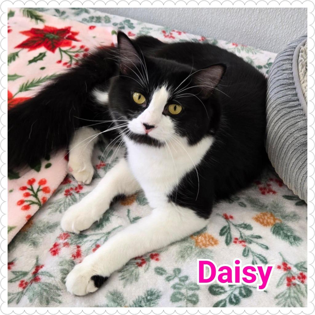 Daisy, Adopted, Kitten Female Domestic Long Hair.