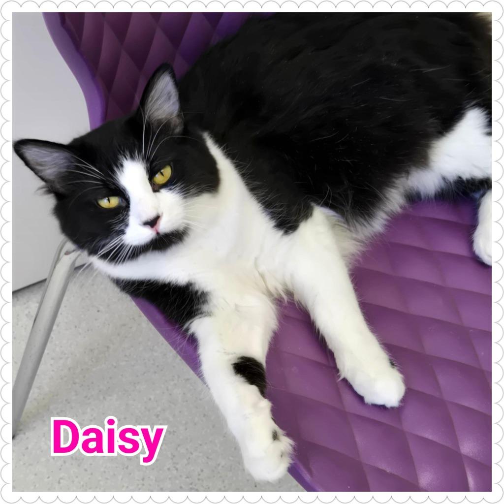 Enlarge Daisy, a Adopted mixed breed in North Saint Paul, MN image 2/4