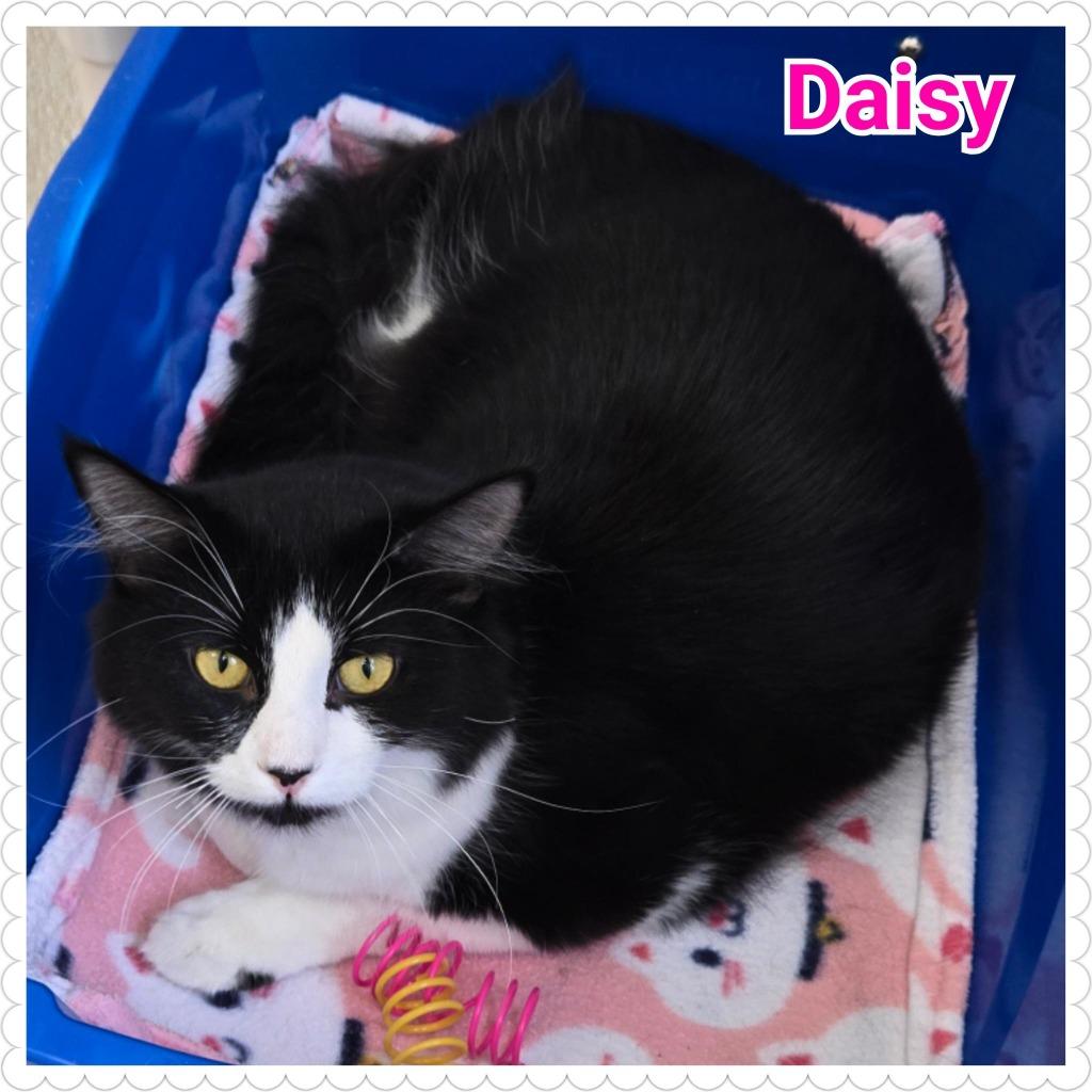 Enlarge Daisy, a Adopted mixed breed in North Saint Paul, MN image 3/4