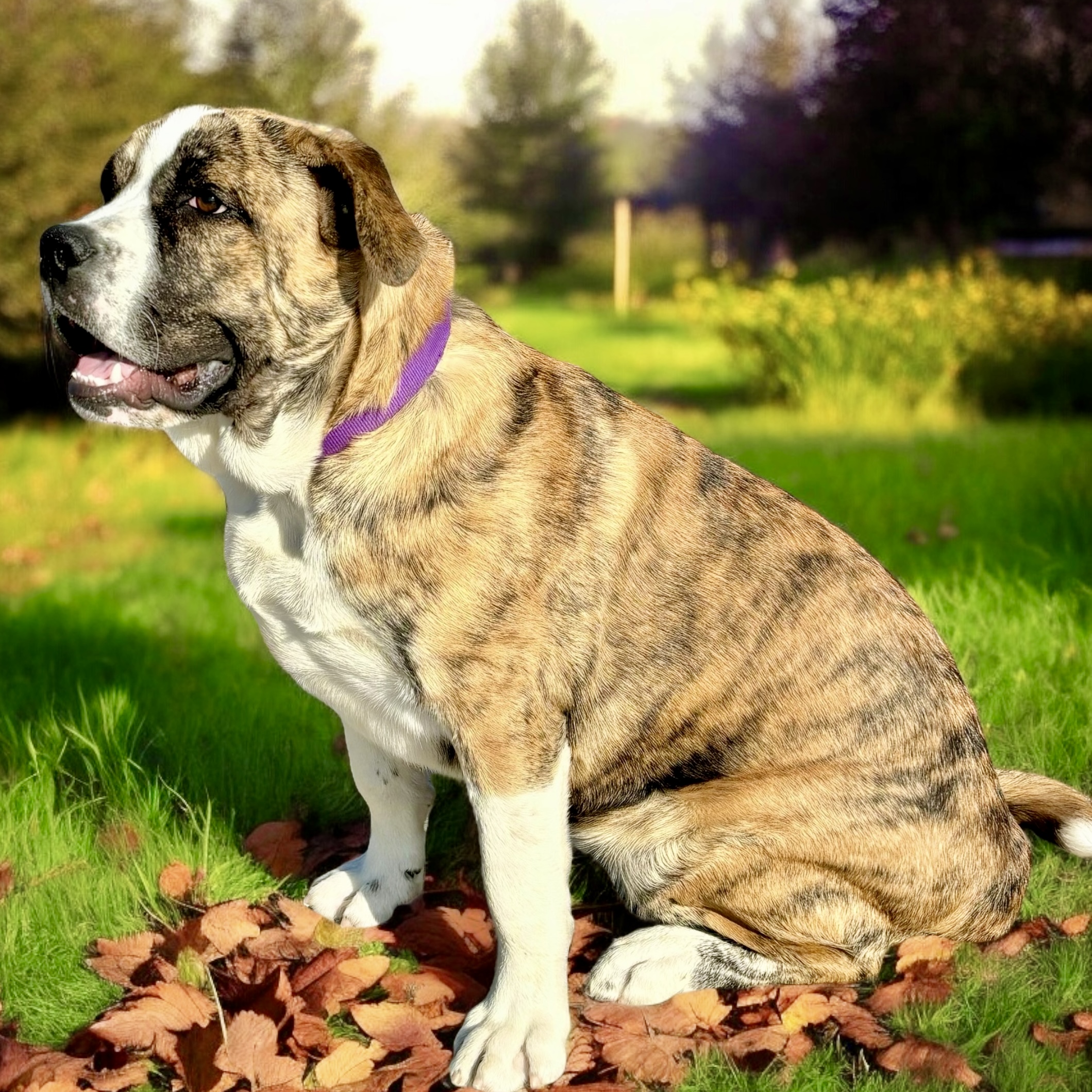 Hank, an adoptable English Bulldog, Great Pyrenees in Perry, IA, 50220 | Photo Image 3
