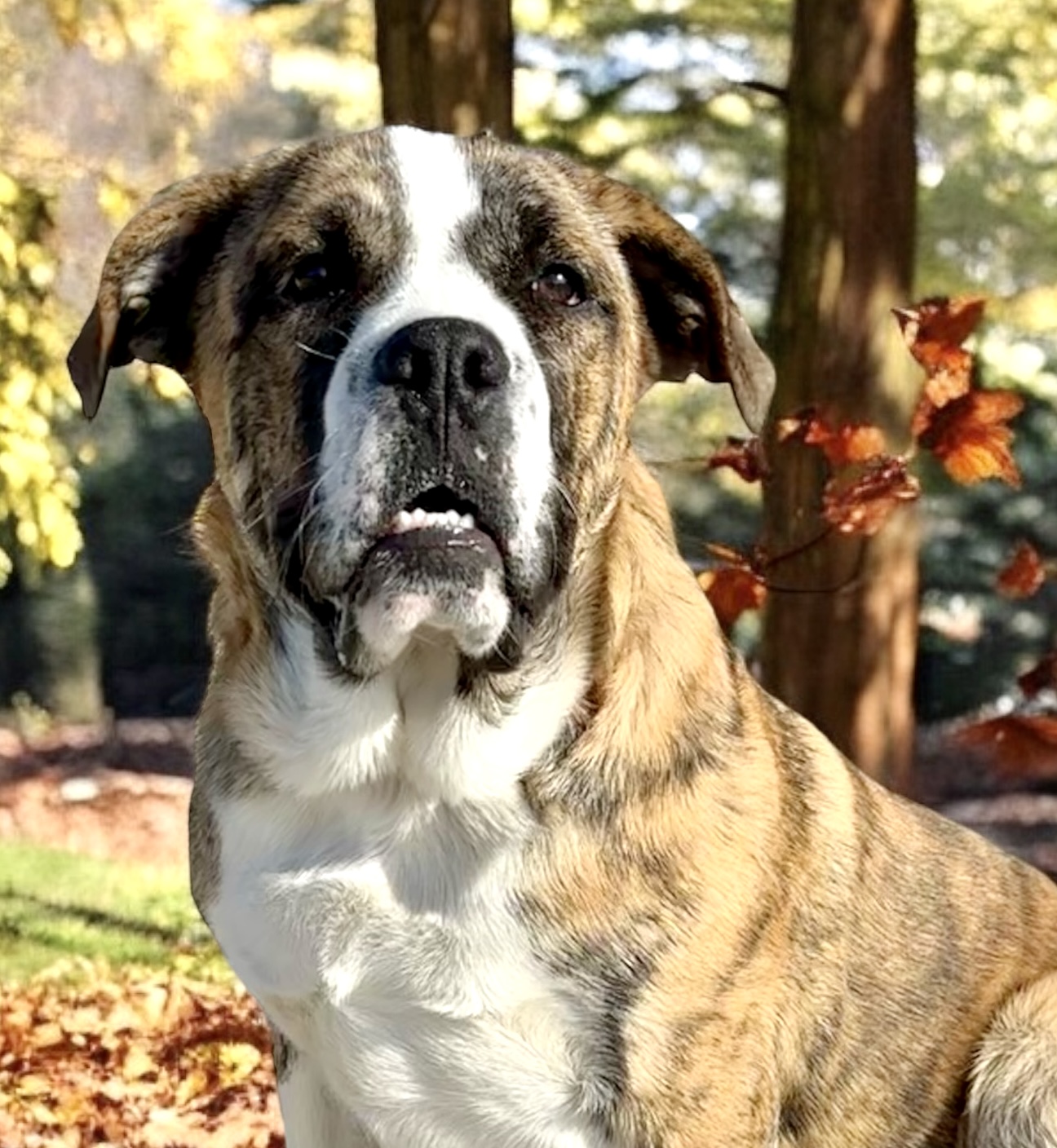 Hank, an adoptable English Bulldog, Great Pyrenees in Perry, IA, 50220 | Photo Image 1