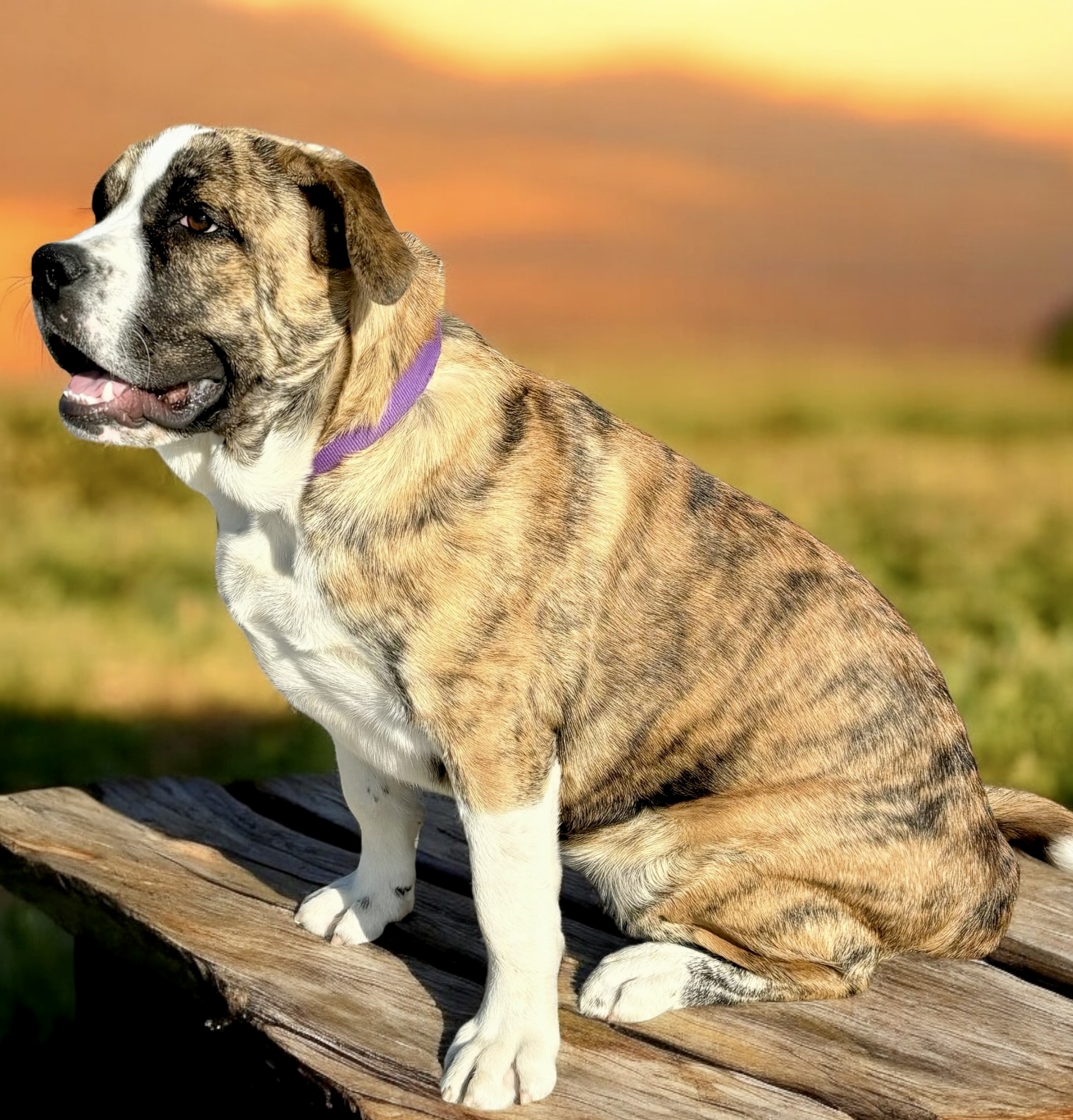 Hank, an adoptable English Bulldog, Great Pyrenees in Perry, IA, 50220 | Photo Image 5