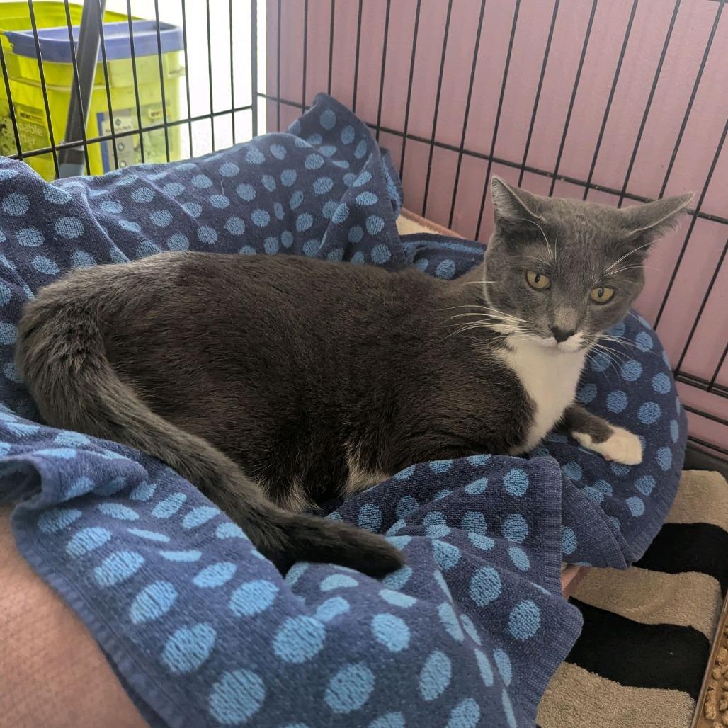 Enlarge Ping Pong, a Adoptable Domestic Short Hair in Branson, MO image 4/6