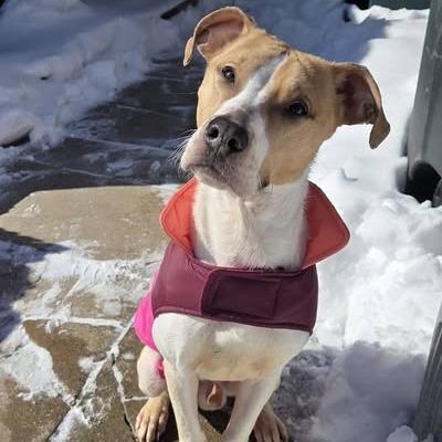 Enlarge Douglas, a Adoptable mixed breed in Dayton, OH image 1/6