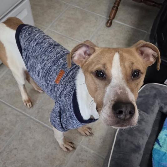 Enlarge Douglas, a Adoptable mixed breed in Dayton, OH image 2/6