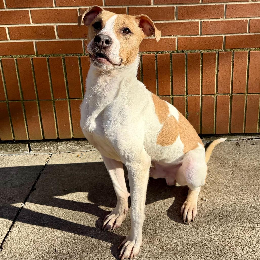 Enlarge Douglas, a Adoptable mixed breed in Dayton, OH image 3/6