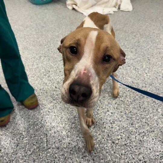 Enlarge Douglas, a Adoptable mixed breed in Dayton, OH image 4/6