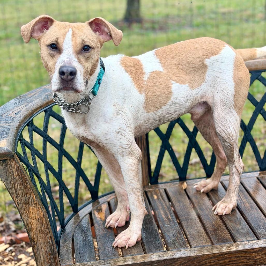 Enlarge Douglas, a Adoptable mixed breed in Dayton, OH image 5/6