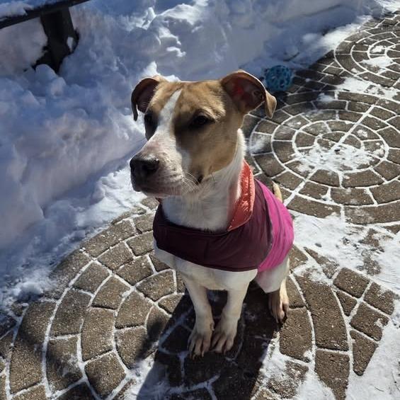 Enlarge Douglas, a Adoptable mixed breed in Dayton, OH image 6/6