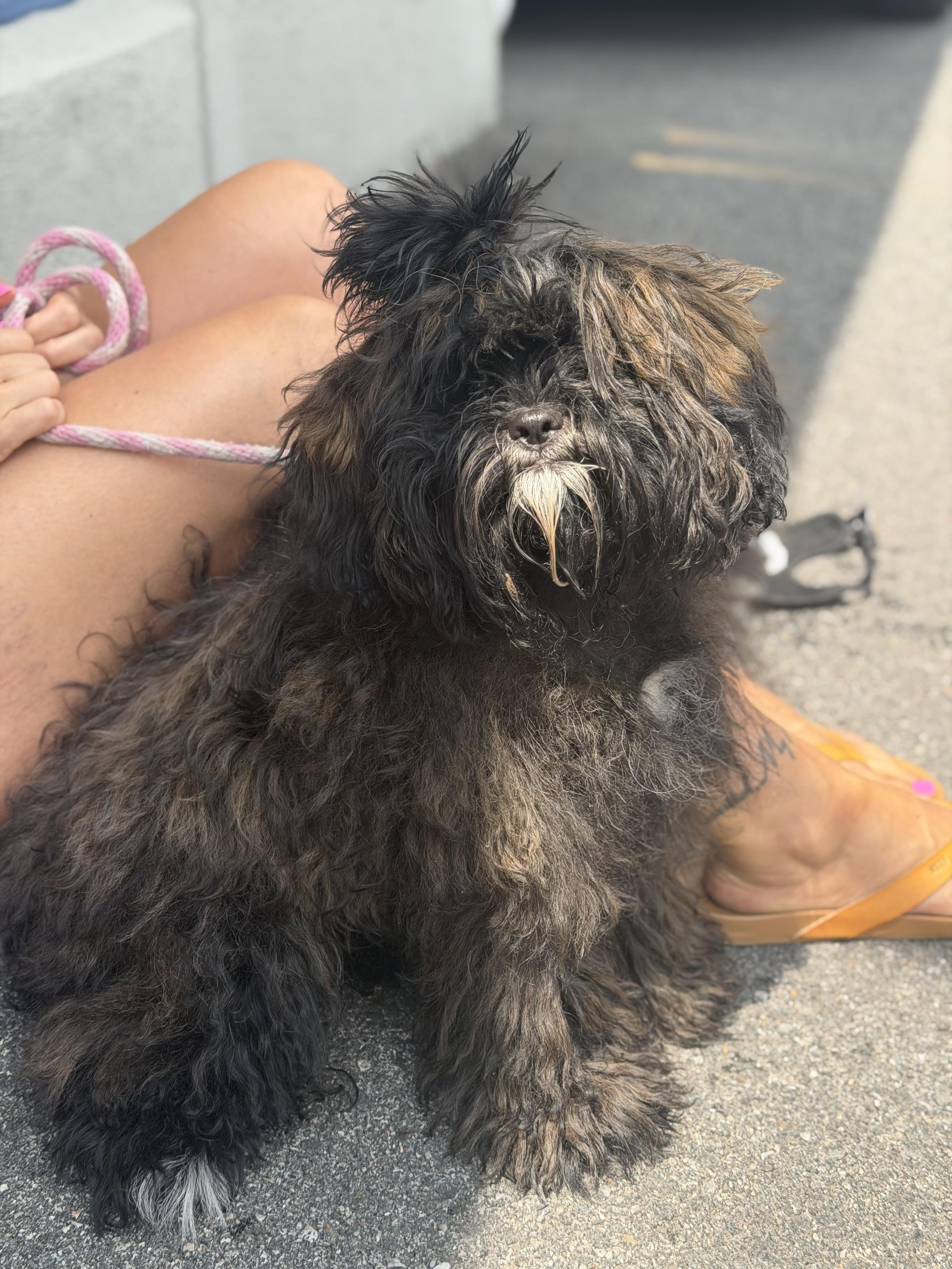 Enlarge Fraggle-Rock, an adopted mixed breed in Mahwah, NJ image 2/6