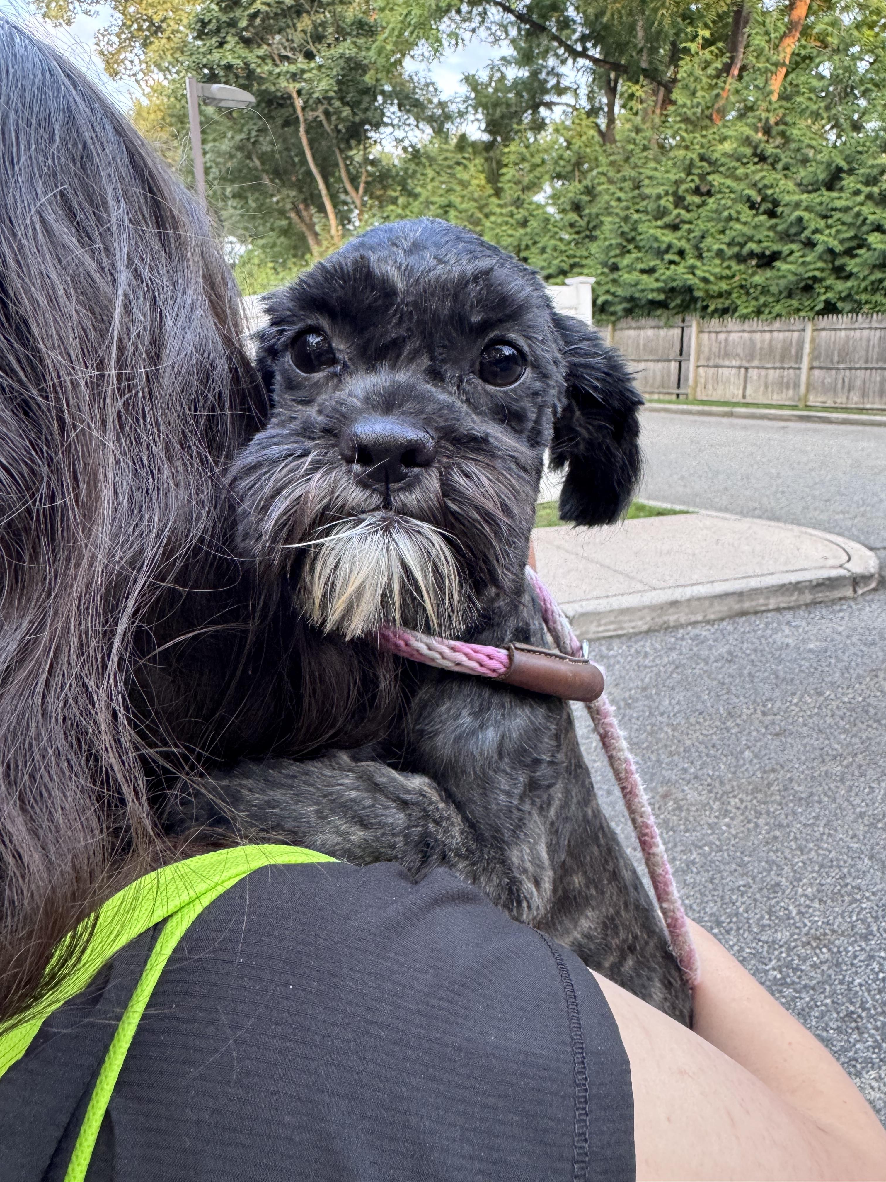 Enlarge Fraggle-Rock, an adopted mixed breed in Mahwah, NJ image 5/6