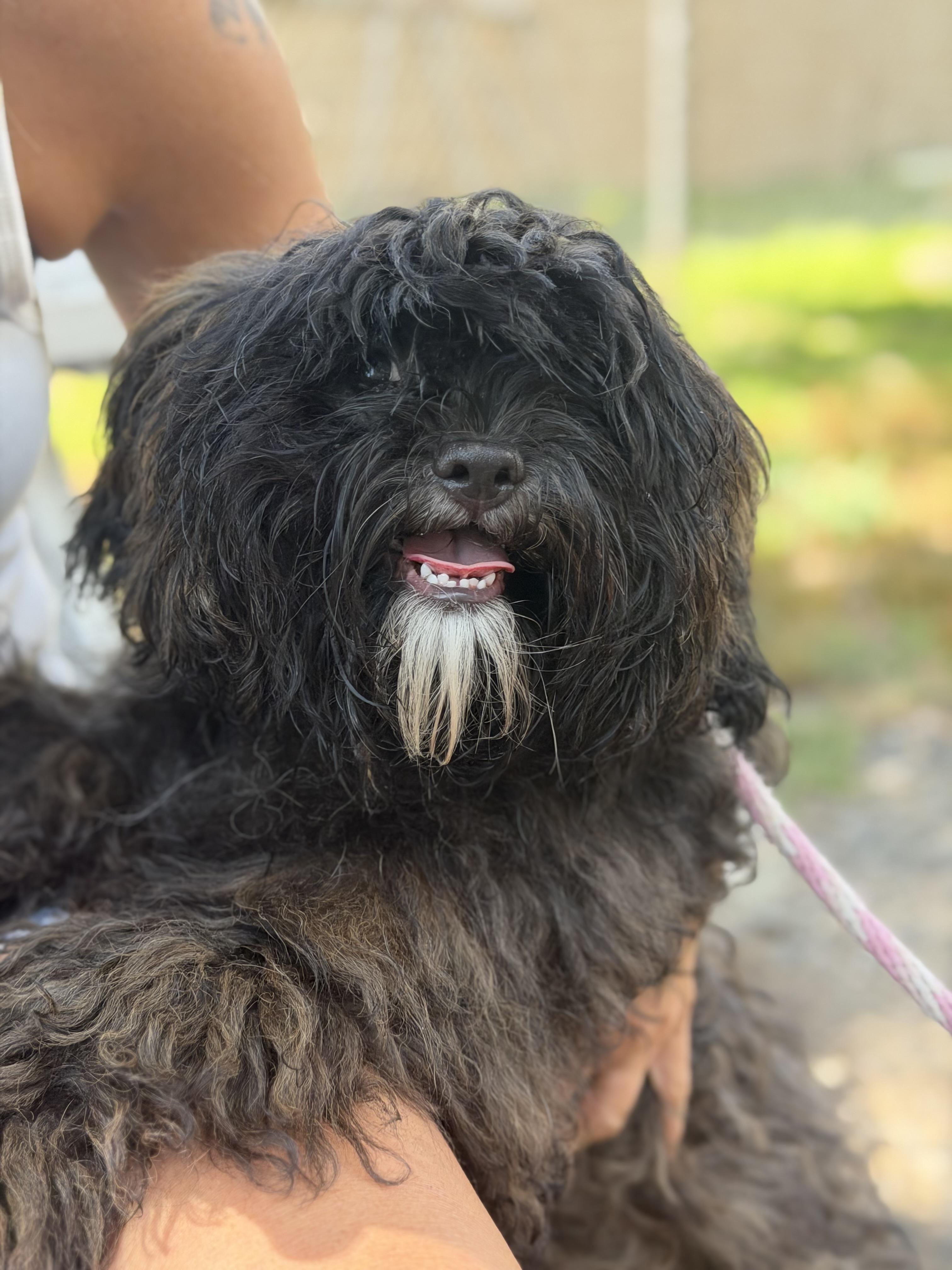 Enlarge Fraggle-Rock, an adopted mixed breed in Mahwah, NJ image 3/6