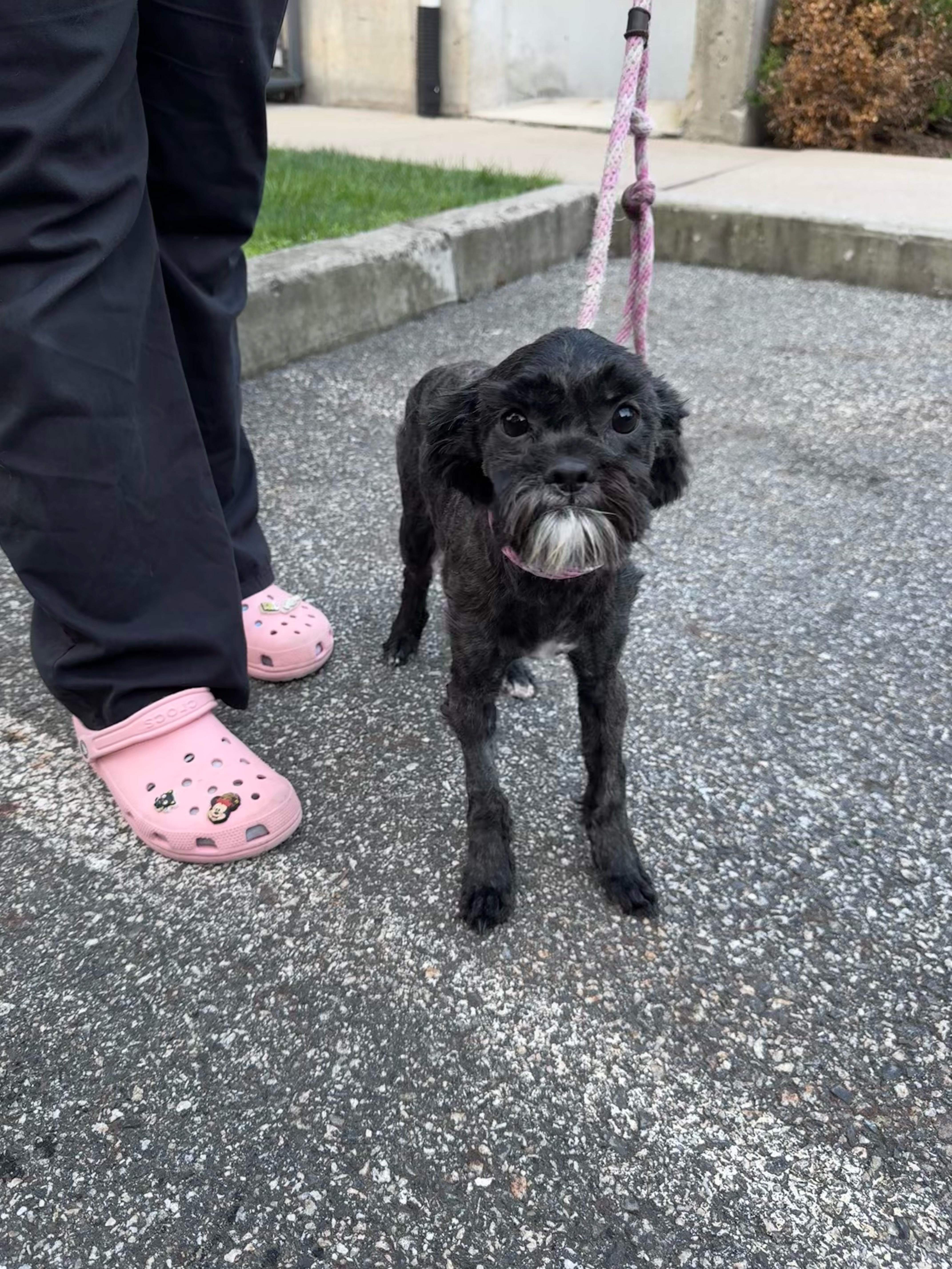 Enlarge Fraggle-Rock, an adopted mixed breed in Mahwah, NJ image 6/6