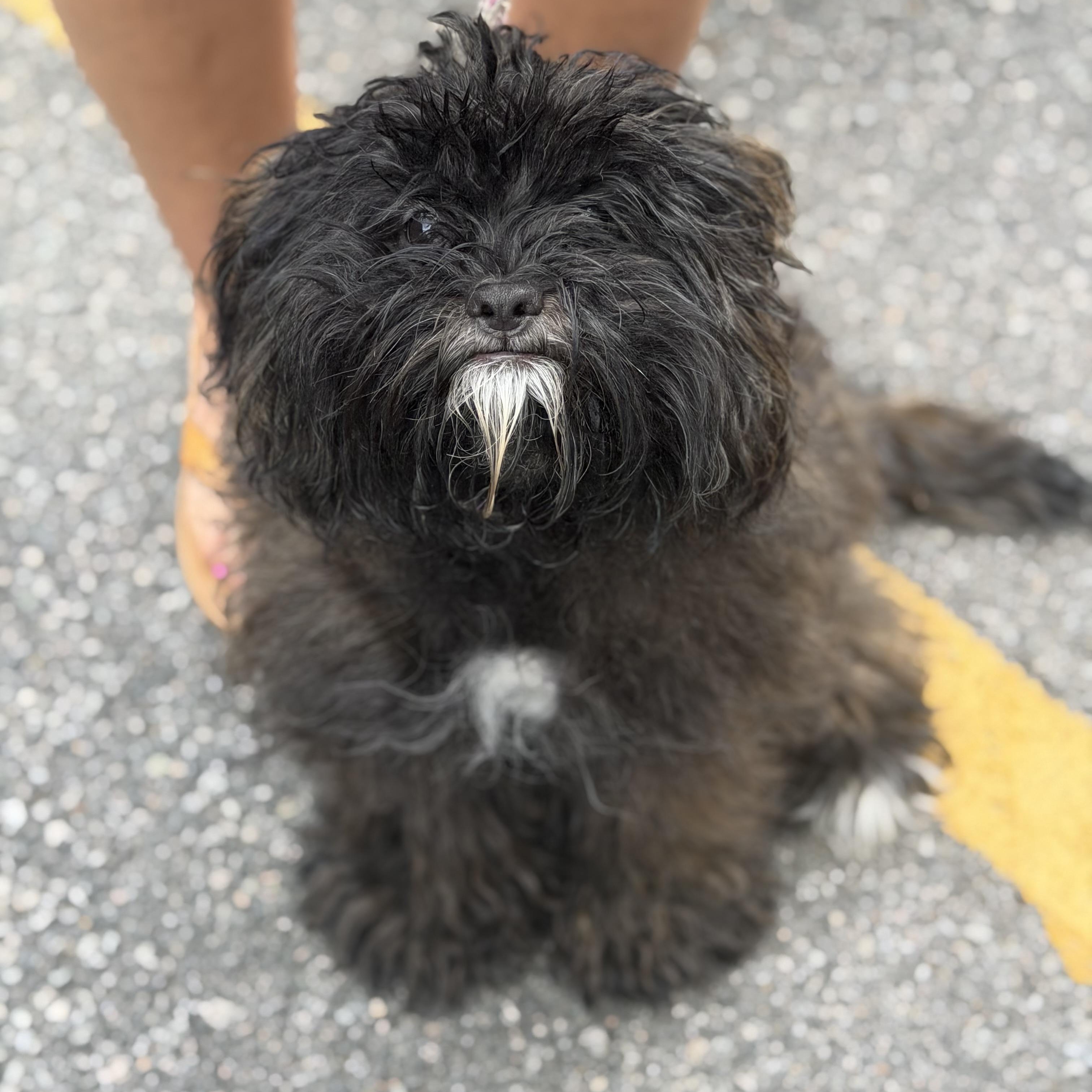 Fraggle-Rock, adopted, Puppy Male Shih poo & Schnoodle.