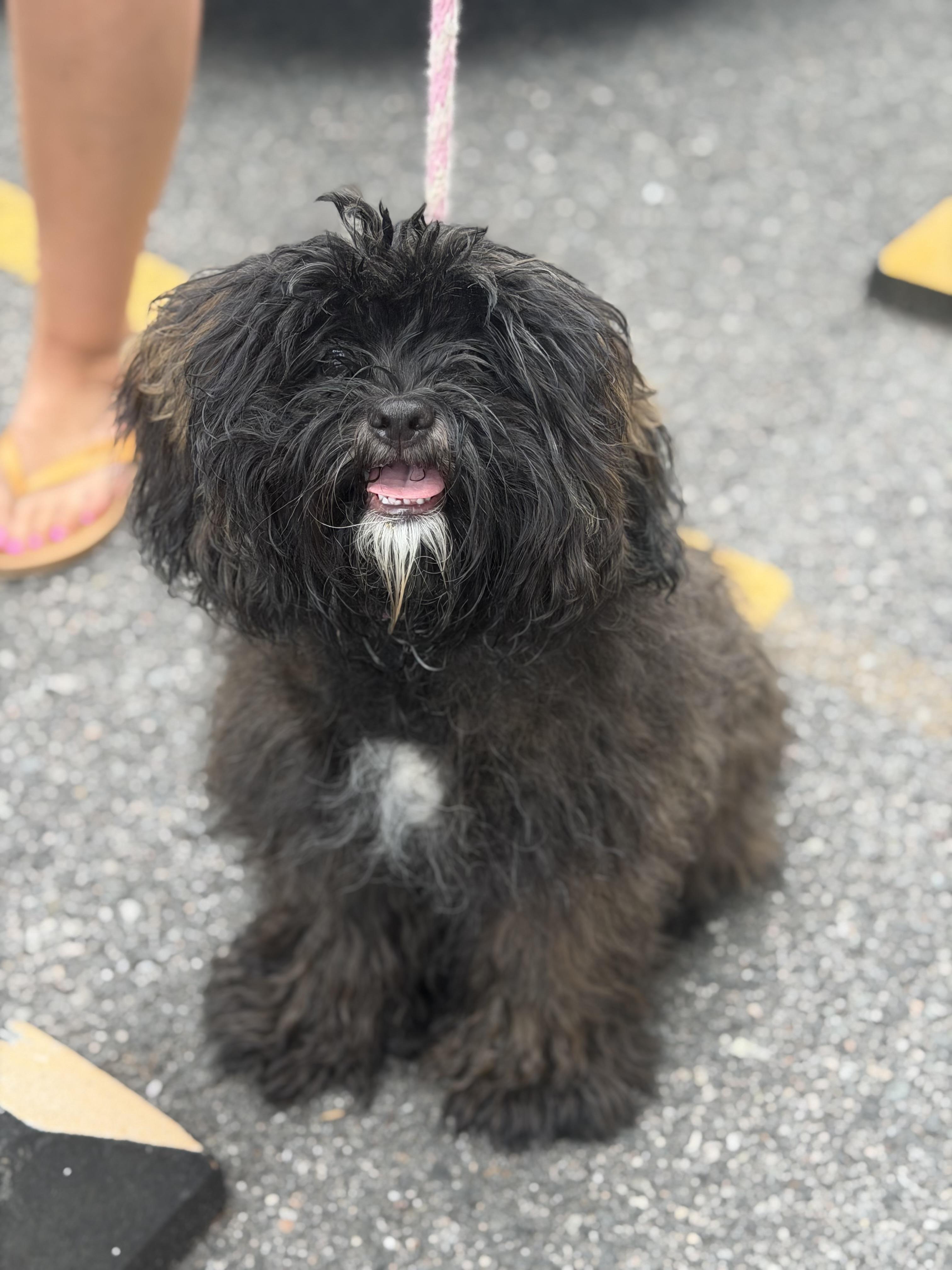 Enlarge Fraggle-Rock, an adopted mixed breed in Mahwah, NJ image 4/6