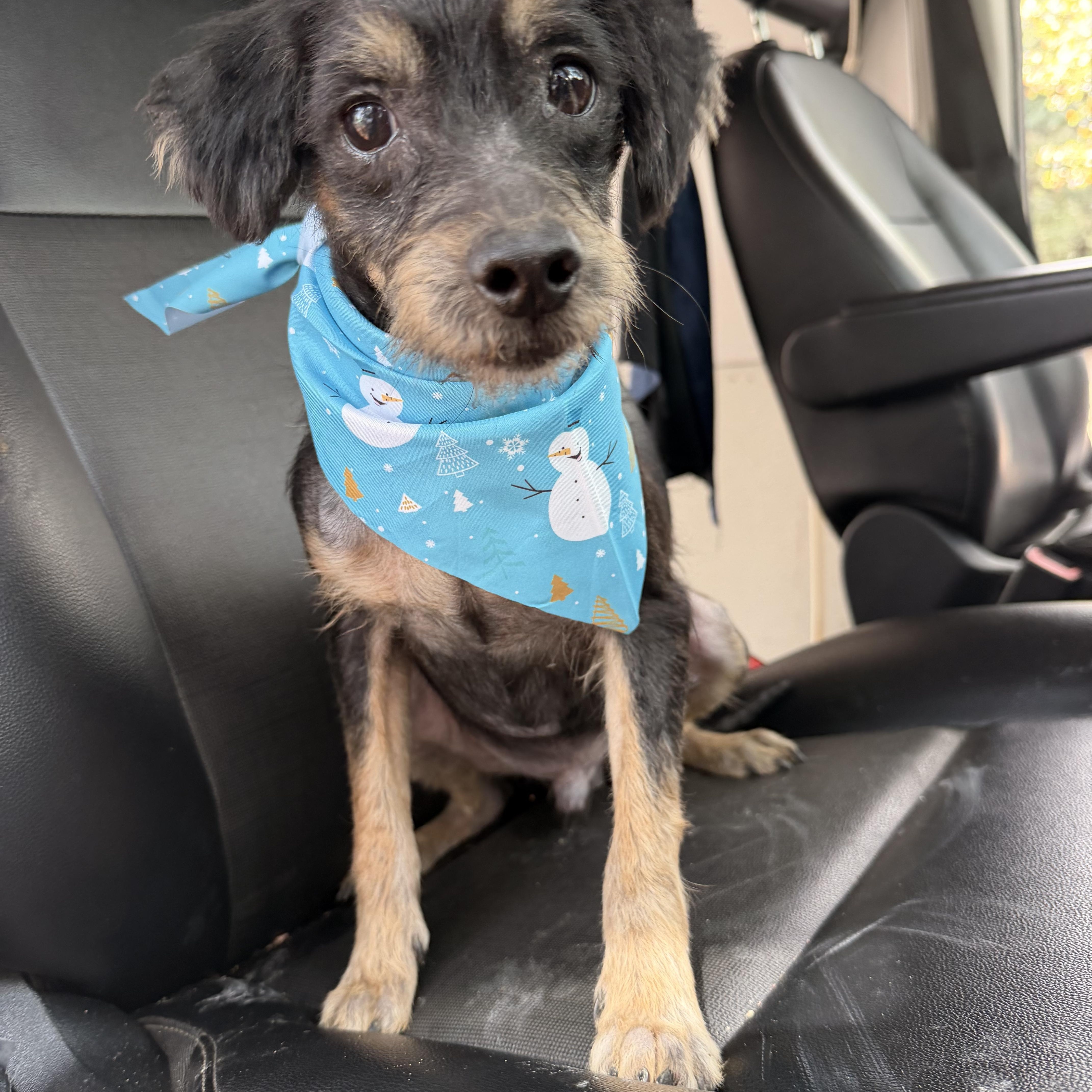 Enlarge Batman, a ADOPTABLE mixed breed in Barnegat, NJ image 5/5