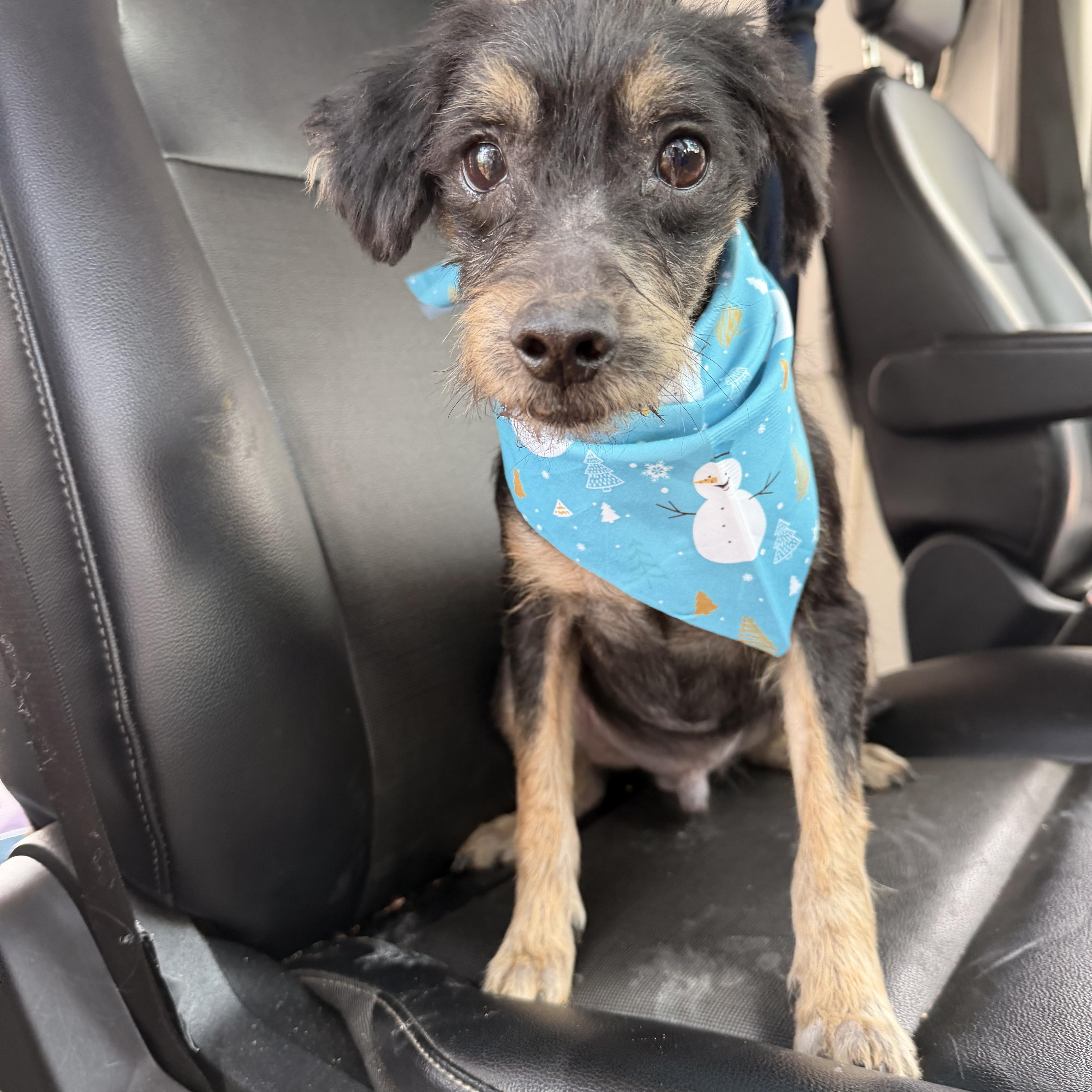 Enlarge Batman, a ADOPTABLE mixed breed in Barnegat, NJ image 4/5