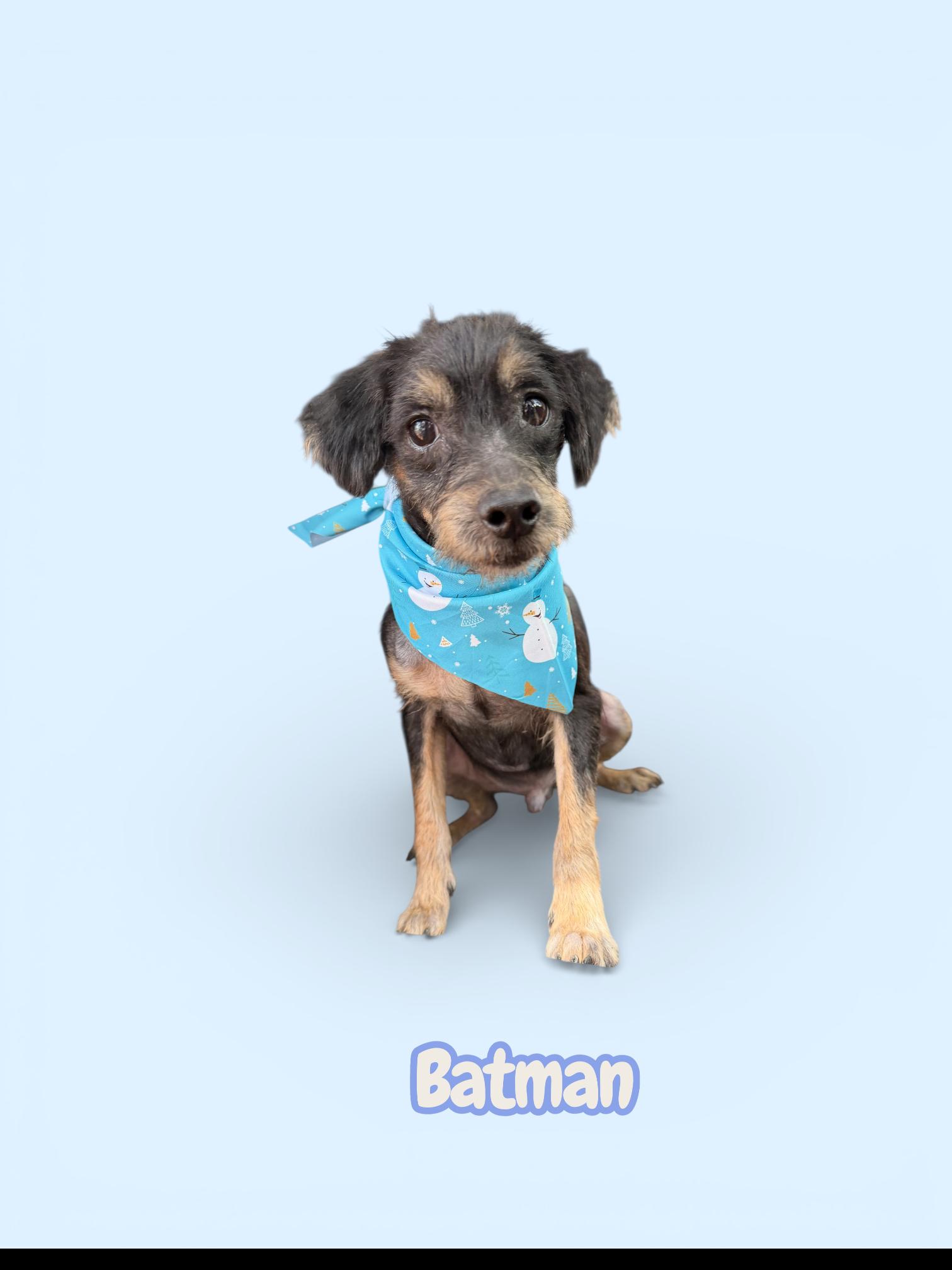 Batman, ADOPTABLE, Young Male Yorkshire Terrier.
