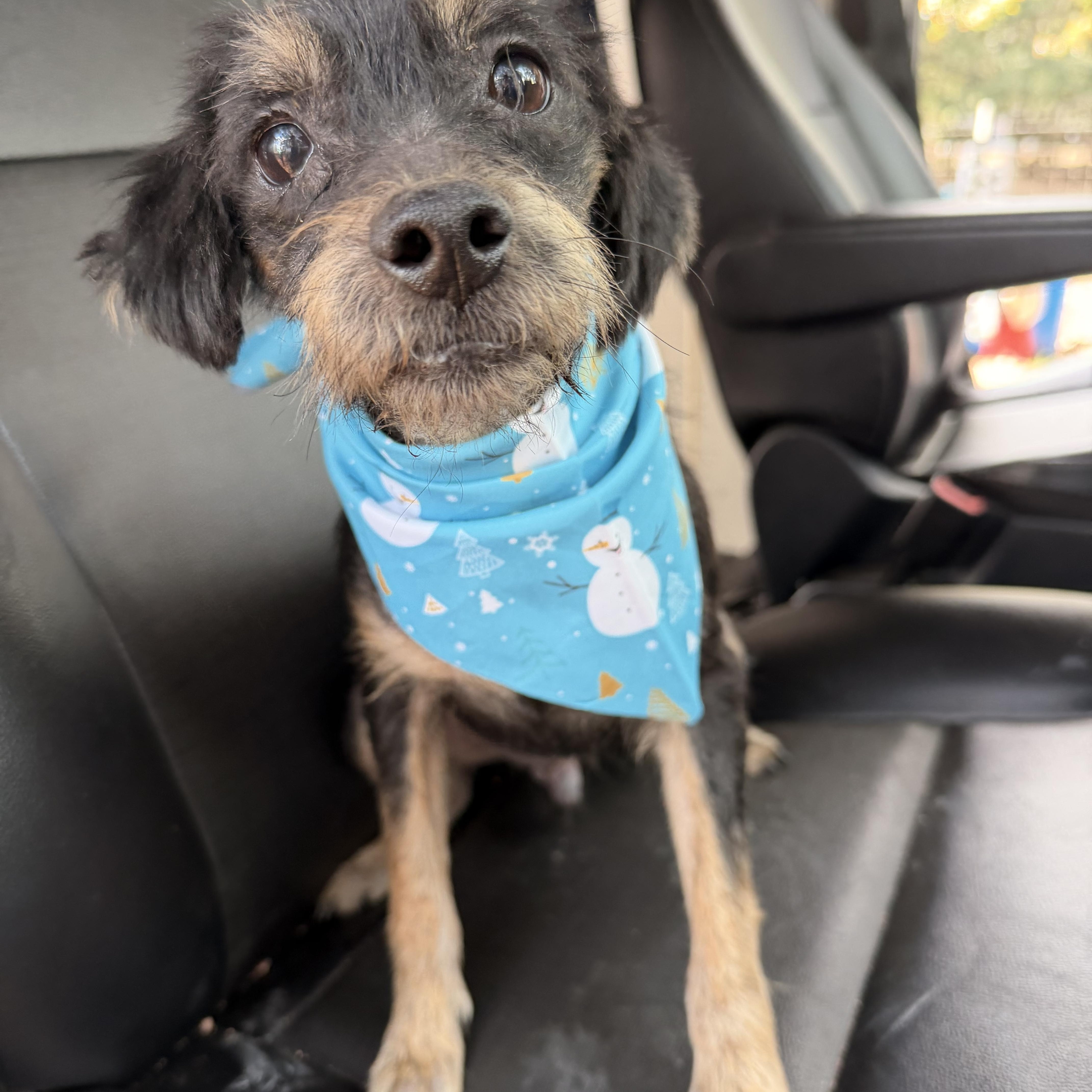 Enlarge Batman, a ADOPTABLE mixed breed in Barnegat, NJ image 2/5