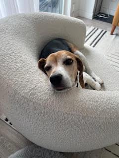 Charlie, Adoptable, Senior Male Beagle.