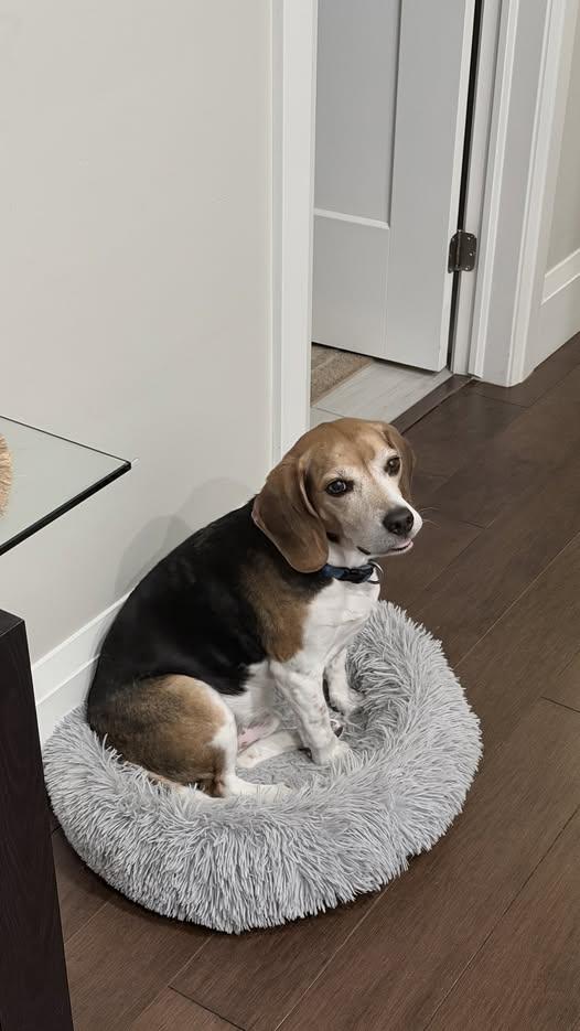 Enlarge Charlie, a Adoptable Beagle in Etobicoke, ON image 2/3