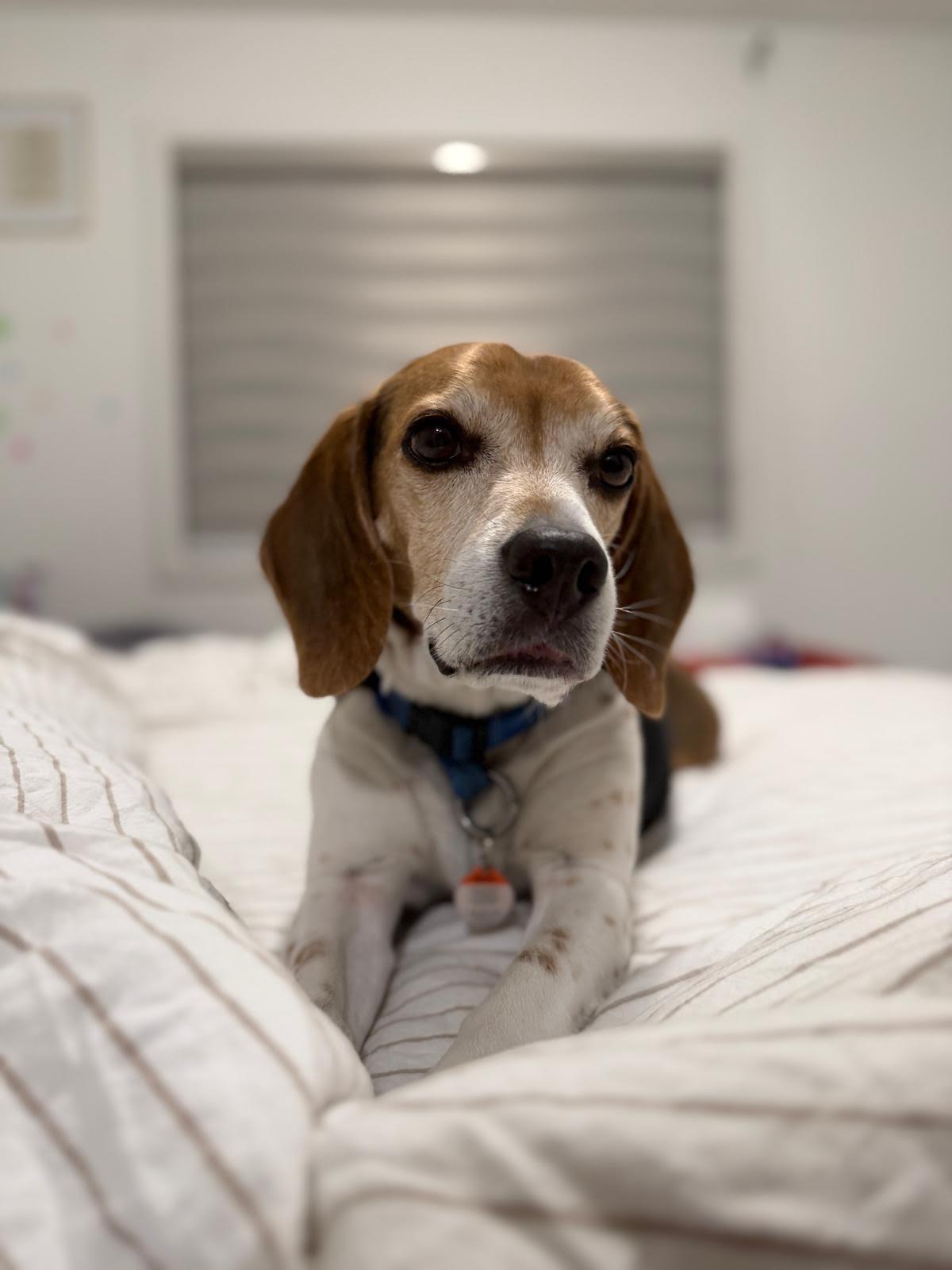 Enlarge Charlie, a Adoptable Beagle in Etobicoke, ON image 3/3