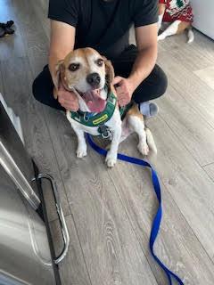 Enlarge Charlie, a Adoptable Beagle in Etobicoke, ON image 3/3