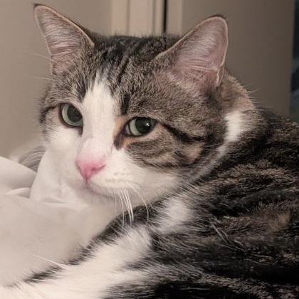 Hoju (in foster), a ADOPTABLE Domestic Short Hair in Santa Cruz, CA image 3/4