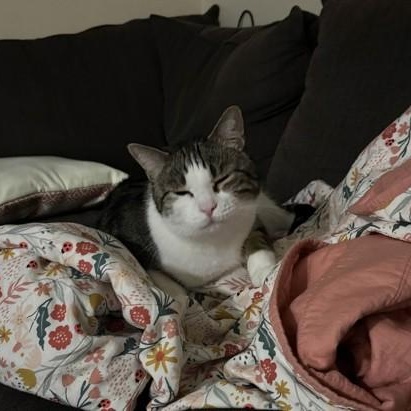 Hoju (in foster), a ADOPTABLE Domestic Short Hair in Santa Cruz, CA image 2/4