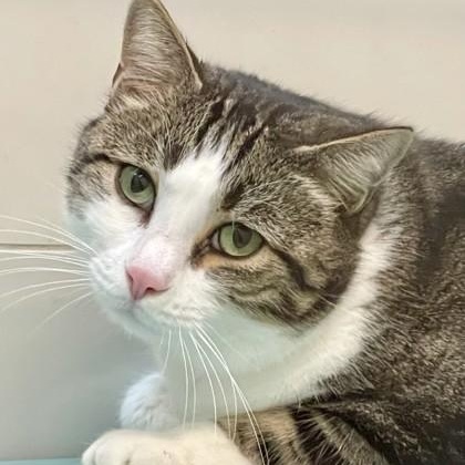 Hoju (in foster), ADOPTABLE, Adult Male Domestic Short Hair.