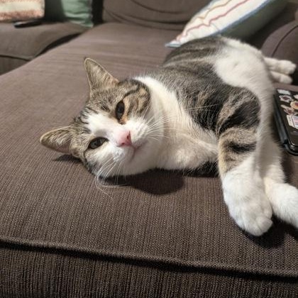 Hoju (in foster), a ADOPTABLE Domestic Short Hair in Santa Cruz, CA image 4/4