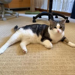 Enlarge Hoju (in foster), a ADOPTABLE Domestic Short Hair in Santa Cruz, CA image 2/6