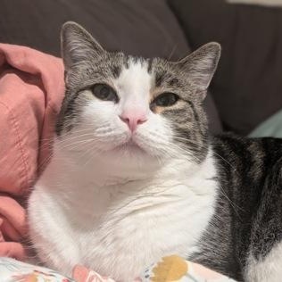 Enlarge Hoju (in foster), a ADOPTABLE Domestic Short Hair in Santa Cruz, CA image 3/6