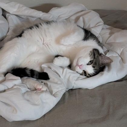 Enlarge Hoju (in foster), a ADOPTABLE Domestic Short Hair in Santa Cruz, CA image 4/6