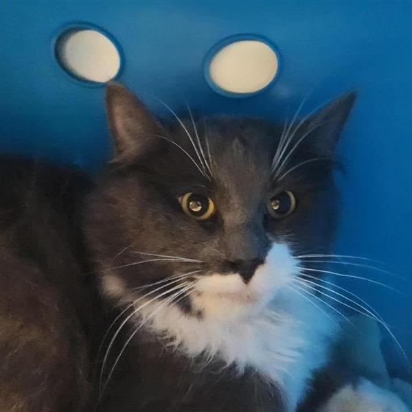 Clancy, Adoptable, Young Male Domestic Long Hair.