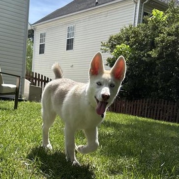 Enlarge Azalea, a Adoptable Husky in Matthews, NC image 5/6